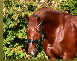 dressage horse Total Genial (KWPN (Royal Dutch Sporthorse), 2020)