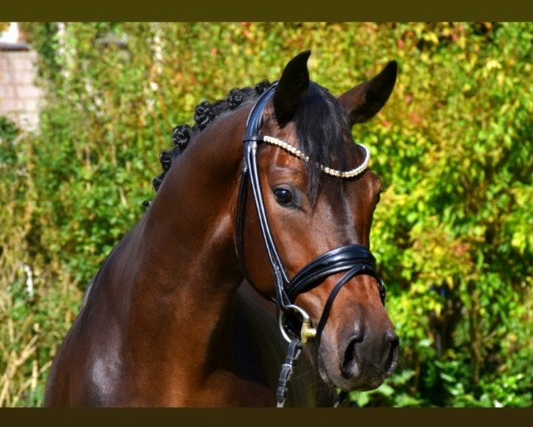 dressage horse Next Generation 9 (KWPN (Royal Dutch Sporthorse), 2020, from Incognito)