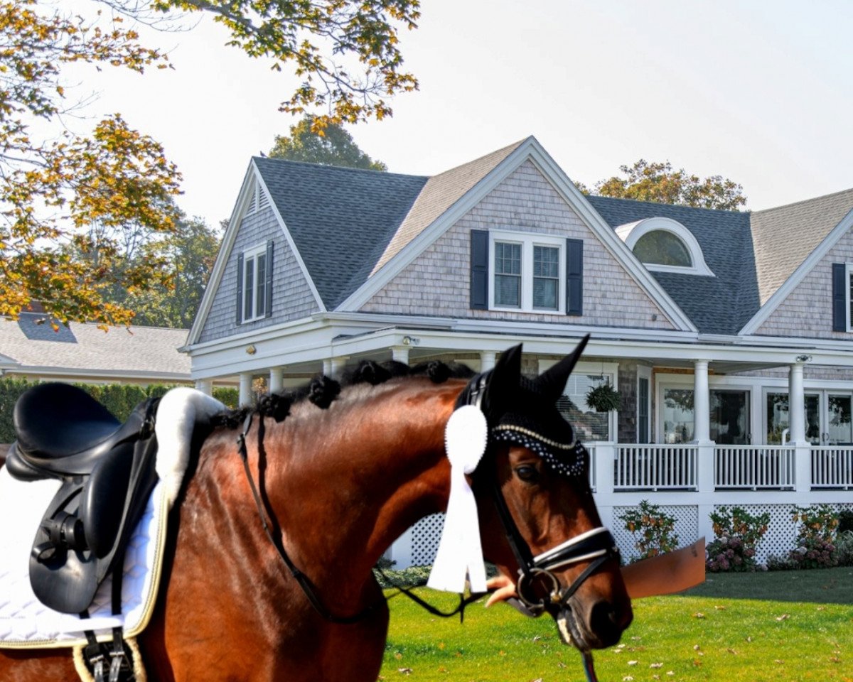 dressage horse So Special NG (Oldenburg, 2020, from Oo-Seven)