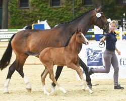 dressage horse Stute von Zoom / Kardinal (Westphalian, 2022, from Zoom)