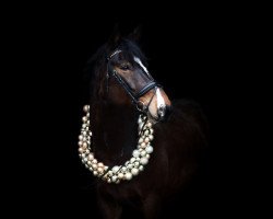 dressage horse Eragon M (Westphalian, 2014, from Escolar)