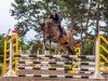 jumper Tolero 5 (German Sport Horse, 2018, from Torneschs' As)