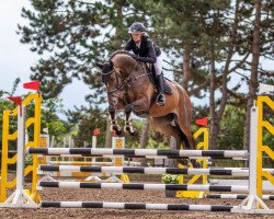 jumper Tolero 5 (German Sport Horse, 2018, from Torneschs' As)