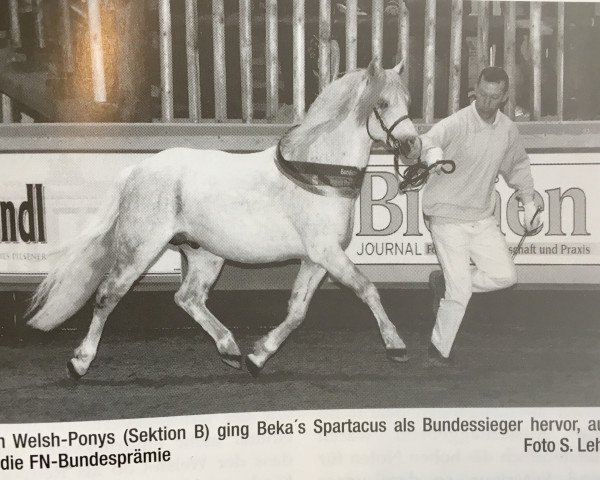 stallion Beka's Spartacus (Welsh-Pony (Section B), 1996, from Møllegårds Spartacus)