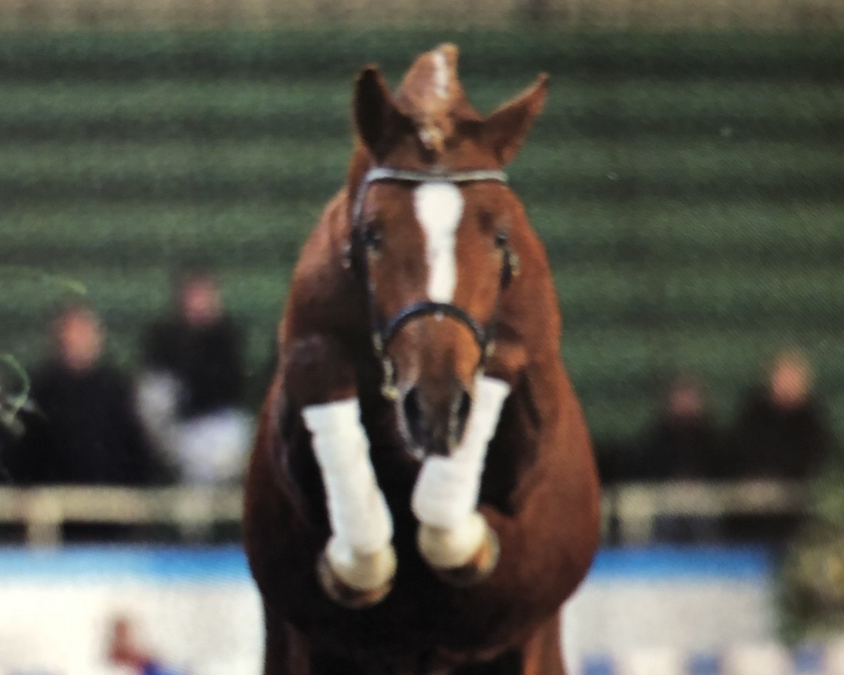 Deckhengst Giuseppe (Deutsches Reitpony, 2001, von FS Golden Highlight)