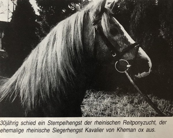 stallion Kavalier (German Riding Pony, 1969, from Kheman ox)