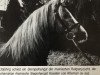 stallion Kavalier (German Riding Pony, 1969, from Kheman ox)