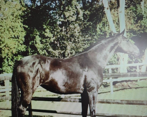 dressage horse Fleur T (Westphalian, 2010, from Fulltime)