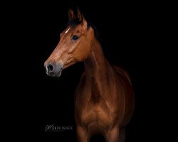 jumper Cassandro (Hanoverian, 2012, from Castino 4)