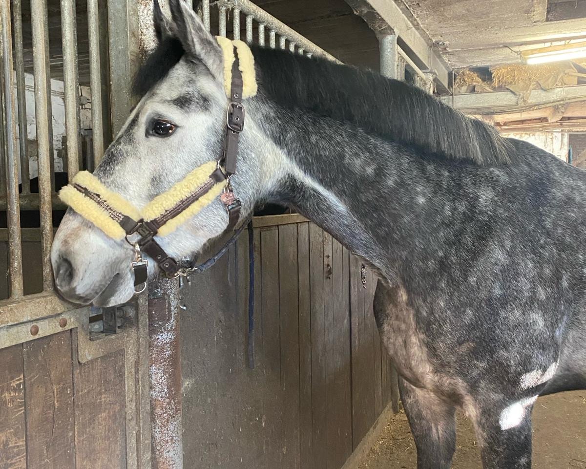 Springpferd Helios MW (Westfale, 2019, von Hickstead White)