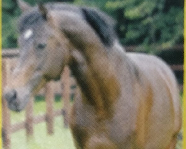 stallion Keep Cool (German Riding Pony, 1994, from Kastellano)