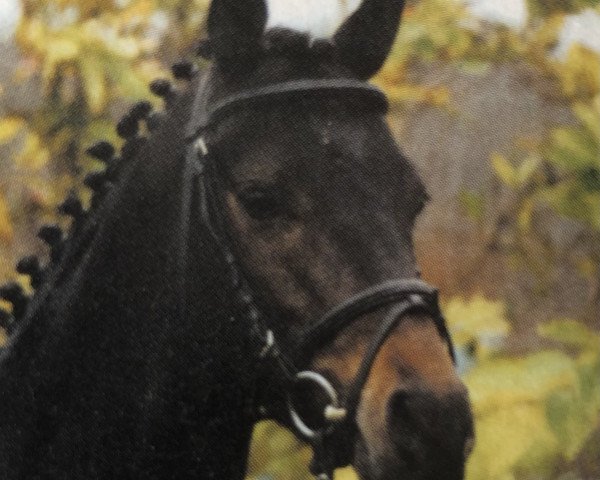 Dressurpferd Kronprinz (unbekannt, 1997, von Kaiserjaeger xx)