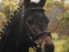 dressage horse Kronprinz (unknown, 1997, from Kaiserjaeger xx)