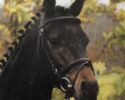 dressage horse Kronprinz (unknown, 1997, from Kaiserjaeger xx)