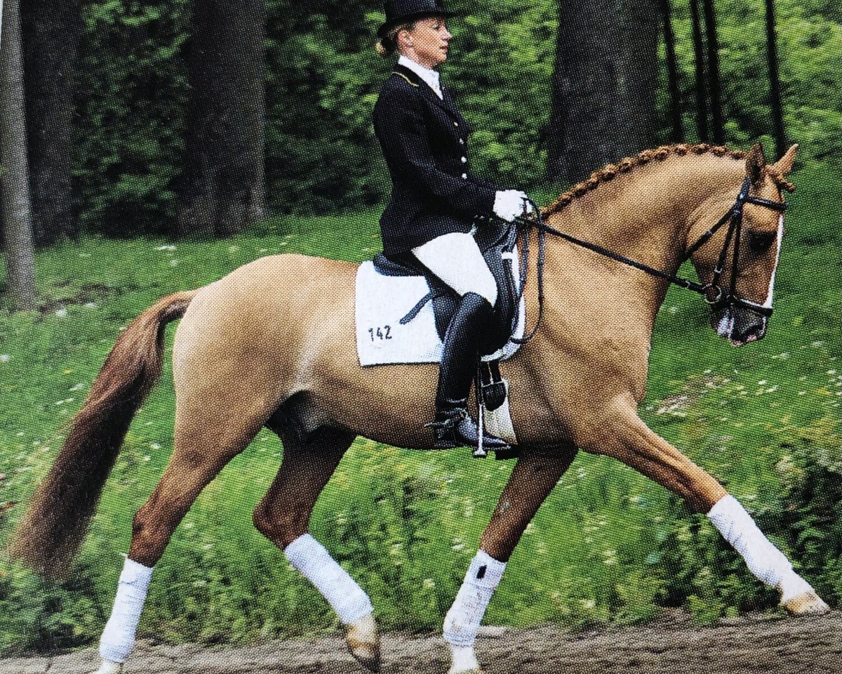 dressage horse Mac Duncan (German Riding Pony, 2001, from FS Don't Worry)