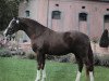 stallion Nanouk 19 (German Riding Pony, 2013, from Fs Numero Uno)