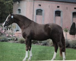 stallion Nanouk 19 (German Riding Pony, 2013, from Fs Numero Uno)