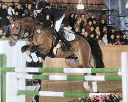 stallion Nashville (German Riding Pony, 1988, from Nantano)