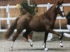 stallion NeunElfer (German Riding Pony, 2015, from Fs Numero Uno)