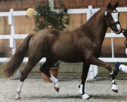 Deckhengst NeunElfer (Deutsches Reitpony, 2015, von Fs Numero Uno)