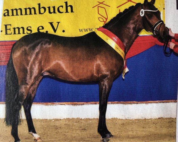 stallion Ogier K WE (German Riding Pony, 2013, from Grenzhoehes Olivier K WE)