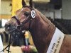 dressage horse Othello (German Riding Pony, 2000, from Ombre)