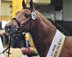 dressage horse Othello (German Riding Pony, 2000, from Ombre)