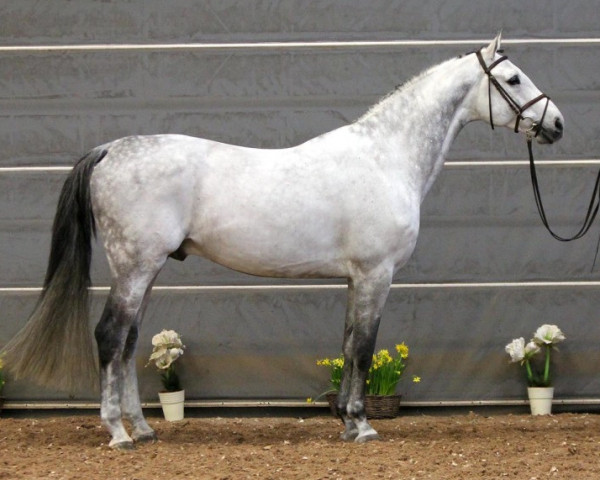 stallion Gigolo van Paemel 198 FIN (Belgian Warmblood, 2006, from Cicero Z van Paemel)