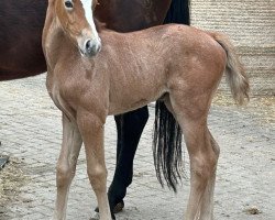 Springpferd Zena Blue Z (Zangersheide Reitpferd, 2023, von Zirocco Blue)