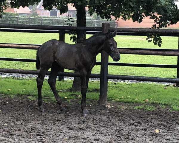 Springpferd Quindoctro BK Z (Zangersheide Reitpferd, 2021, von Querido Vg)