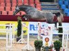 Deckhengst Hollister (Westfale, 2018, von Hickstead White)