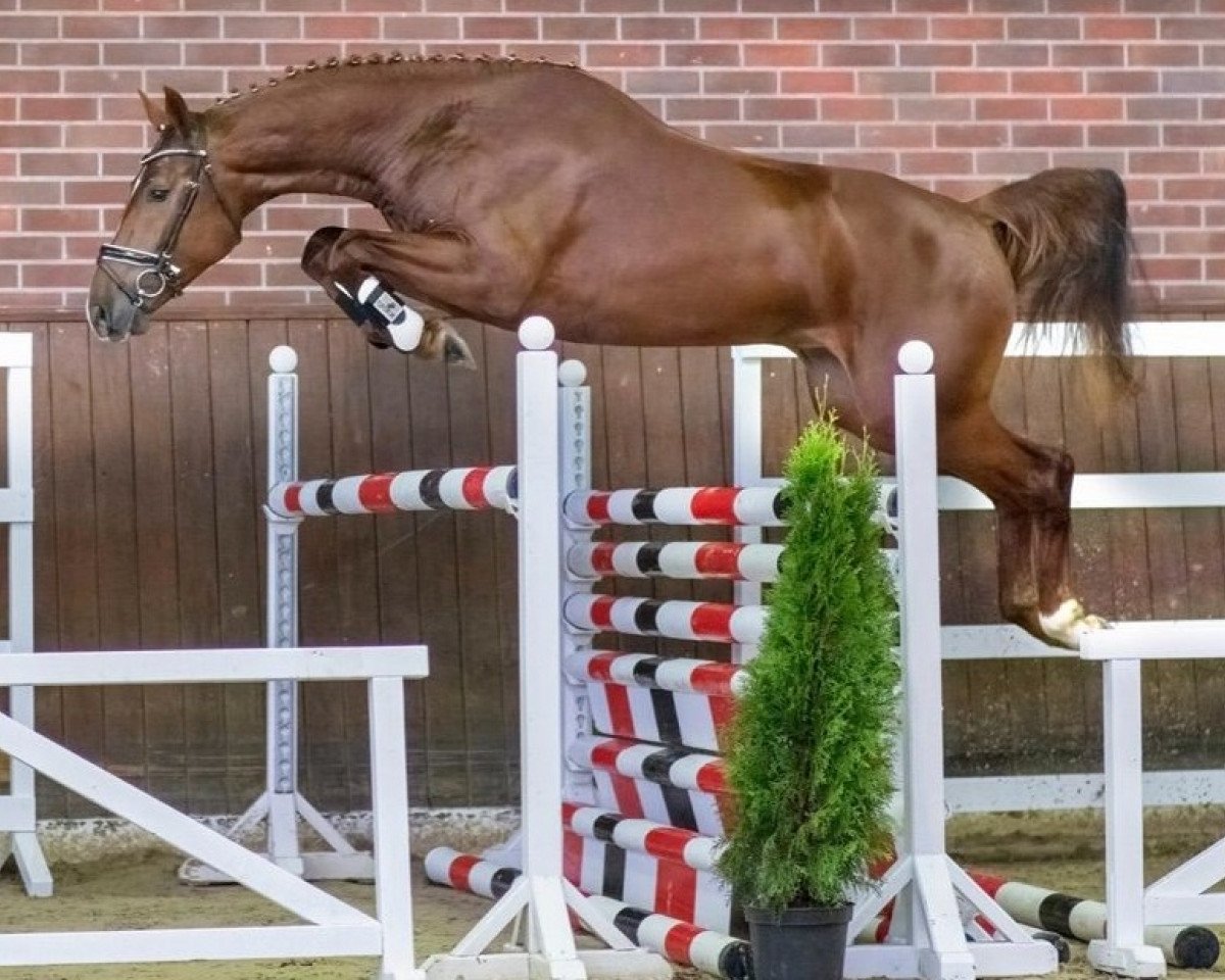 stallion Cilero (Oldenburg show jumper, 2019, from Cicero Z van Paemel)