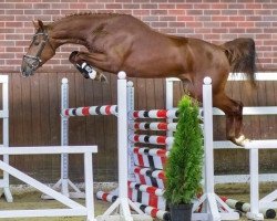 stallion Cilero (Oldenburg show jumper, 2019, from Cicero Z van Paemel)