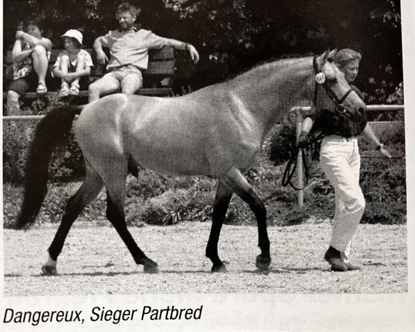 stallion Dangereux (German Riding Pony, 1996, from De Merel´s Demis)