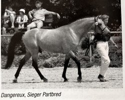 stallion Dangereux (German Riding Pony, 1996, from De Merel´s Demis)