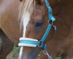 dressage horse Mc Sunday 4 (German Riding Pony, 2011, from Steendieks Mc Laren)