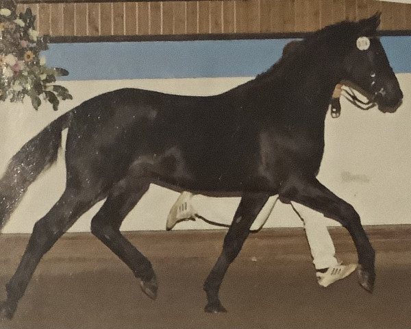 stallion Potter (German Riding Pony, 2001, from Power and Paint)