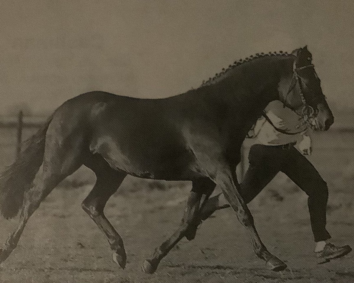 stallion Veneciano (Nederlands Welsh Ridepony, 1992, from Valentino)