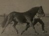stallion Veneciano (Nederlands Welsh Ridepony, 1992, from Valentino)