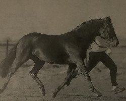 stallion Veneciano (Nederlands Welsh Ridepony, 1992, from Valentino)