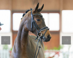 dressage horse San Hope (Oldenburg, 2021, from Sandro Hit)