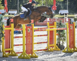 jumper Cassano 33 (Oldenburg show jumper, 2012, from Casino Berlin OLD)