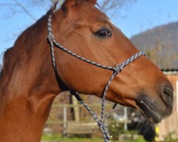 horse Nobleza 6 (German Warmblood, 2005, from Nobile)