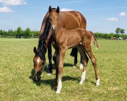 Springpferd United Stardust (Westfale, 2018, von United Touch S)