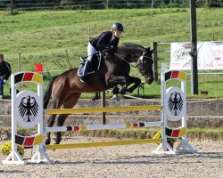 jumper Quistano G (Hanoverian, 2012, from FRH Quaid)