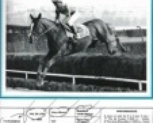 stallion Banville xx (Thoroughbred, 1980, from Tourangeau xx)