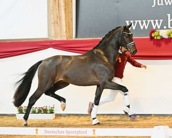 Dressurpferd Vapiano (Deutsches Sportpferd, 2021, von DSP VA Bene)