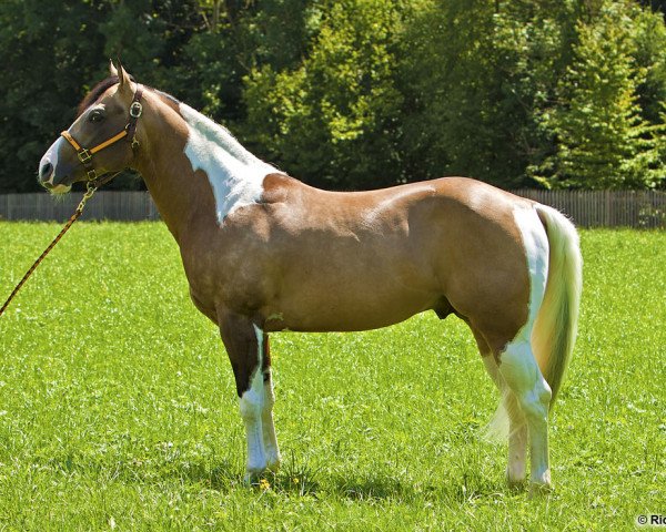 stallion Hollywood Paint Chex (Paint Horse, 2004, from Jac O Rima)