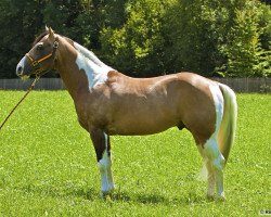 Deckhengst Hollywood Paint Chex (Paint Horse, 2004, von Jac O Rima)