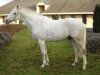 stallion Geriko du Quercus AA (Anglo-Arabs, 1994, from Oberon du Moulin)